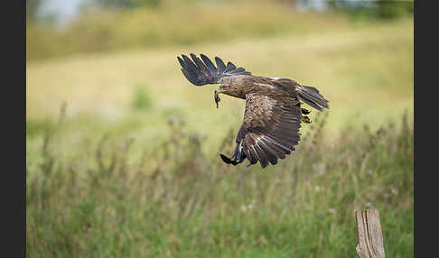 Schreiadler (Aquila pomarina)