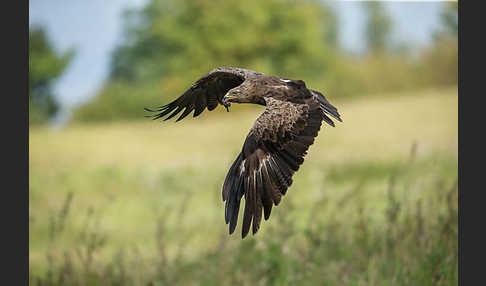 Schreiadler (Aquila pomarina)