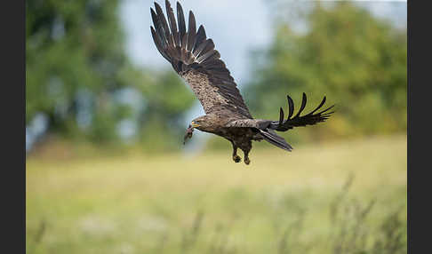 Schreiadler (Aquila pomarina)