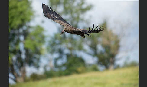 Schreiadler (Aquila pomarina)