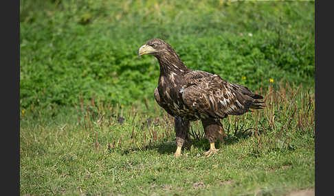 Seeadler (Haliaeetus albicilla)