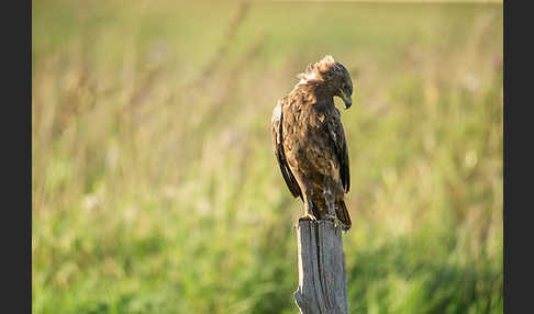 Schreiadler (Aquila pomarina)