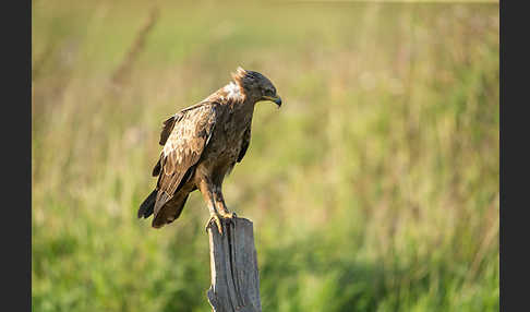 Schreiadler (Aquila pomarina)