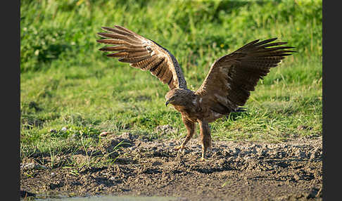 Schreiadler (Aquila pomarina)