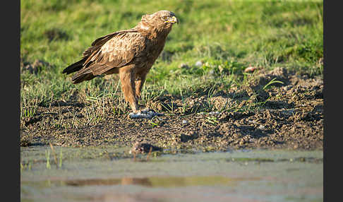 Schreiadler (Aquila pomarina)