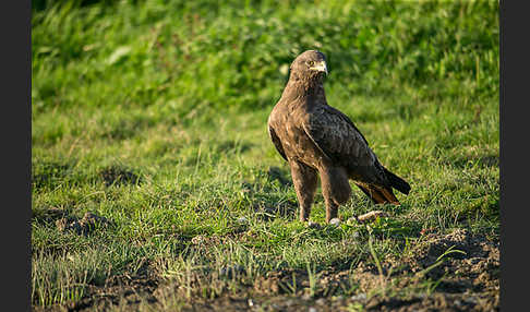 Schreiadler (Aquila pomarina)