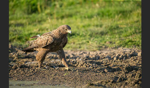 Schreiadler (Aquila pomarina)