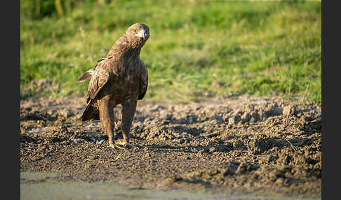 Schreiadler (Aquila pomarina)