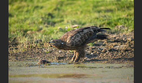 Schreiadler (Aquila pomarina)