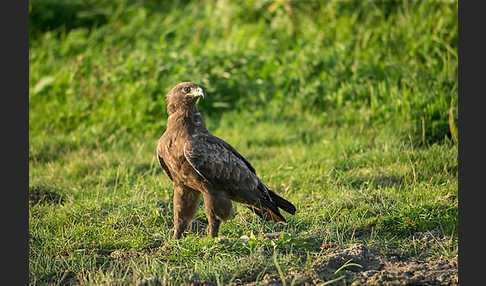 Schreiadler (Aquila pomarina)