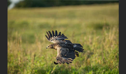 Schreiadler (Aquila pomarina)