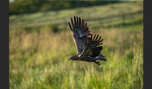 Schreiadler (Aquila pomarina)