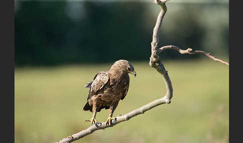 Schreiadler (Aquila pomarina)