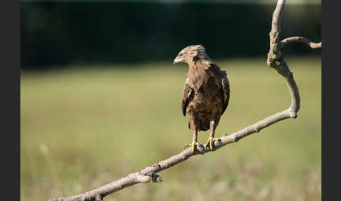 Schreiadler (Aquila pomarina)