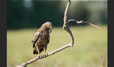 Schreiadler (Aquila pomarina)