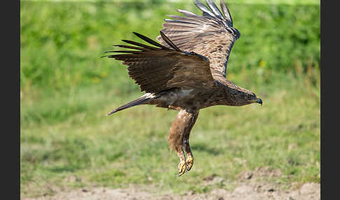 Schreiadler (Aquila pomarina)