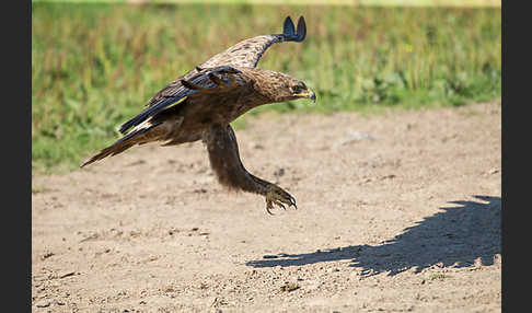 Schreiadler (Aquila pomarina)