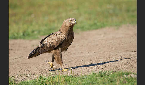 Schreiadler (Aquila pomarina)