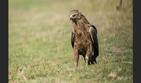 Schreiadler (Aquila pomarina)