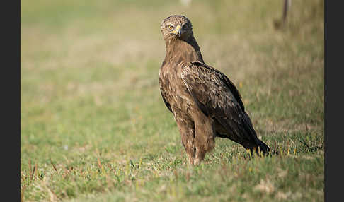 Schreiadler (Aquila pomarina)