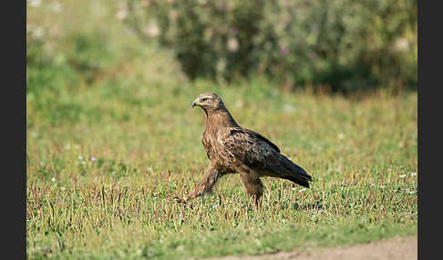 Schreiadler (Aquila pomarina)