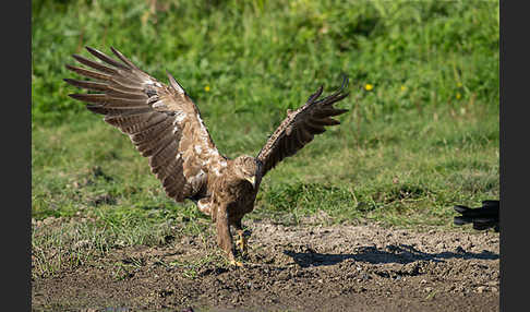 Schreiadler (Aquila pomarina)