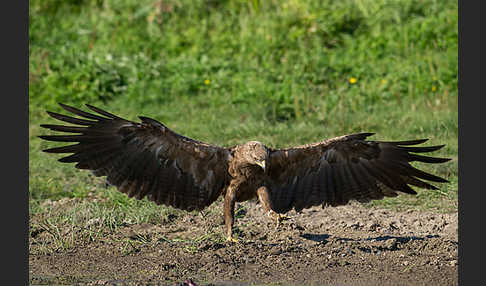 Schreiadler (Aquila pomarina)