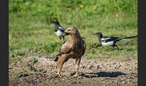 Schreiadler (Aquila pomarina)