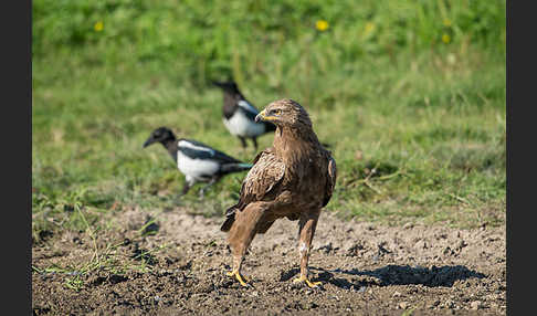 Schreiadler (Aquila pomarina)