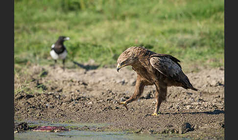 Schreiadler (Aquila pomarina)