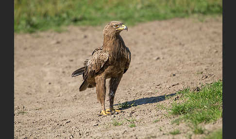 Schreiadler (Aquila pomarina)