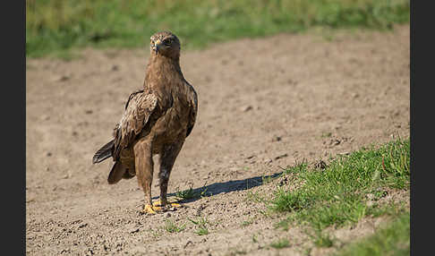 Schreiadler (Aquila pomarina)