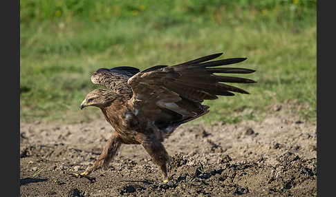 Schreiadler (Aquila pomarina)