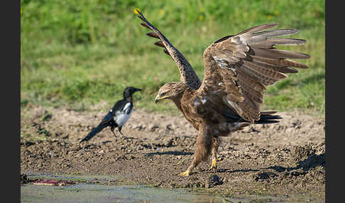 Schreiadler (Aquila pomarina)