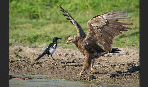 Schreiadler (Aquila pomarina)