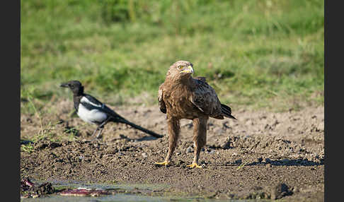 Schreiadler (Aquila pomarina)