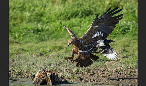 Schreiadler (Aquila pomarina)