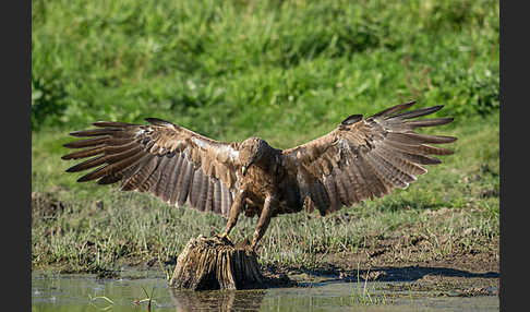 Schreiadler (Aquila pomarina)