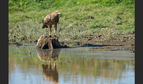 Schreiadler (Aquila pomarina)