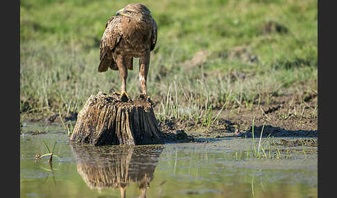 Schreiadler (Aquila pomarina)