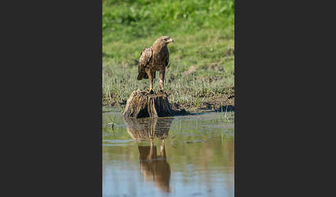 Schreiadler (Aquila pomarina)