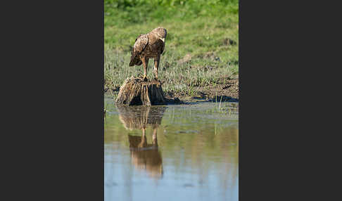 Schreiadler (Aquila pomarina)