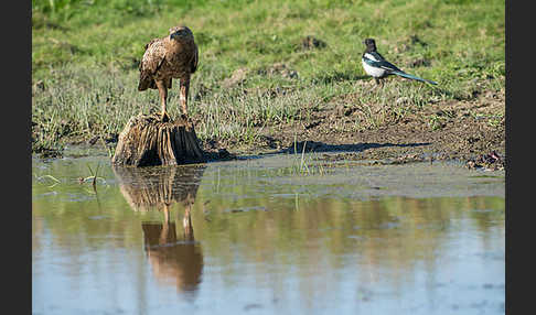 Schreiadler (Aquila pomarina)