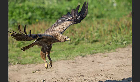 Schreiadler (Aquila pomarina)