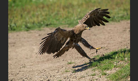 Schreiadler (Aquila pomarina)