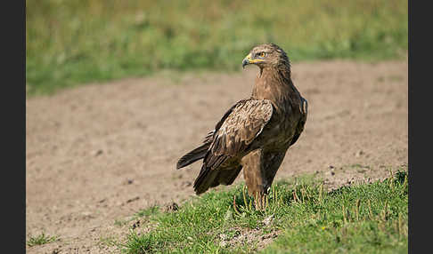 Schreiadler (Aquila pomarina)