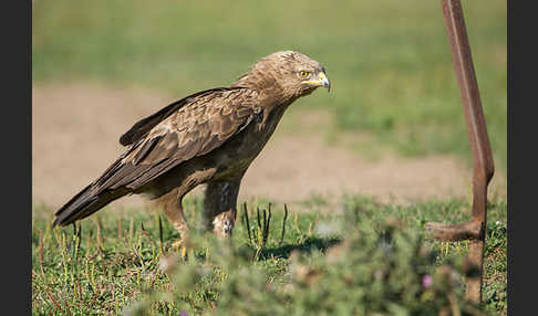 Schreiadler (Aquila pomarina)