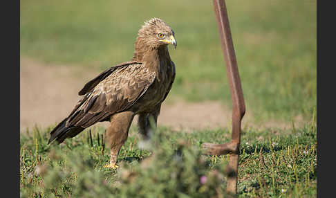 Schreiadler (Aquila pomarina)