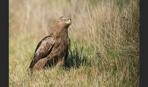 Schreiadler (Aquila pomarina)