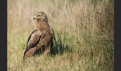 Schreiadler (Aquila pomarina)